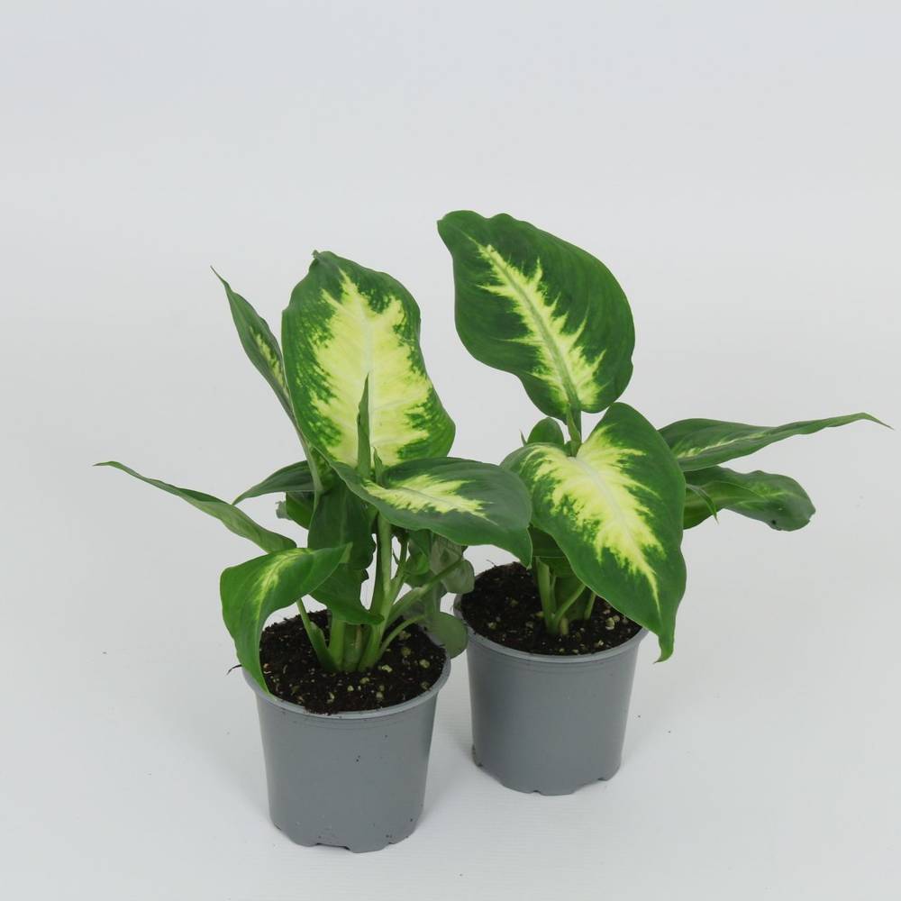 Dieffenbachia Camilla T8,5 H28