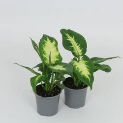 Dieffenbachia Camilla T8,5 H28