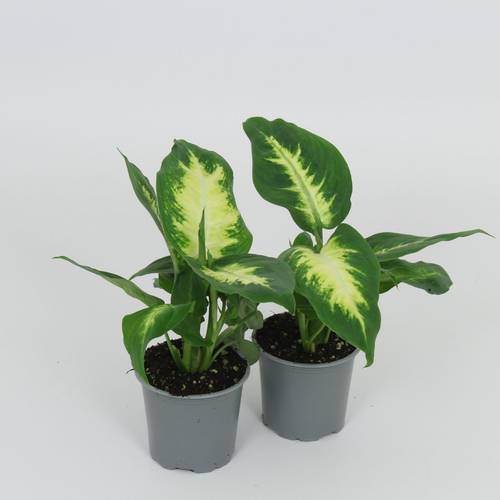 Dieffenbachia Camilla T8,5 H28
