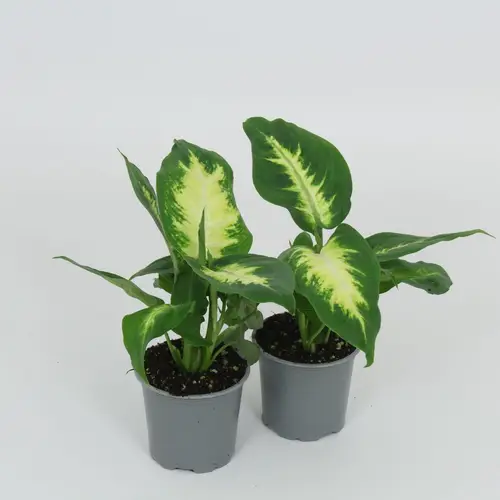 Dieffenbachia Camilla T8,5 H28