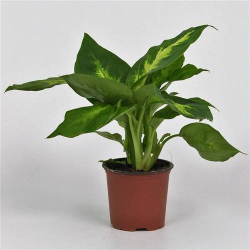 Dieffenbachia Camilla T8,5 H28