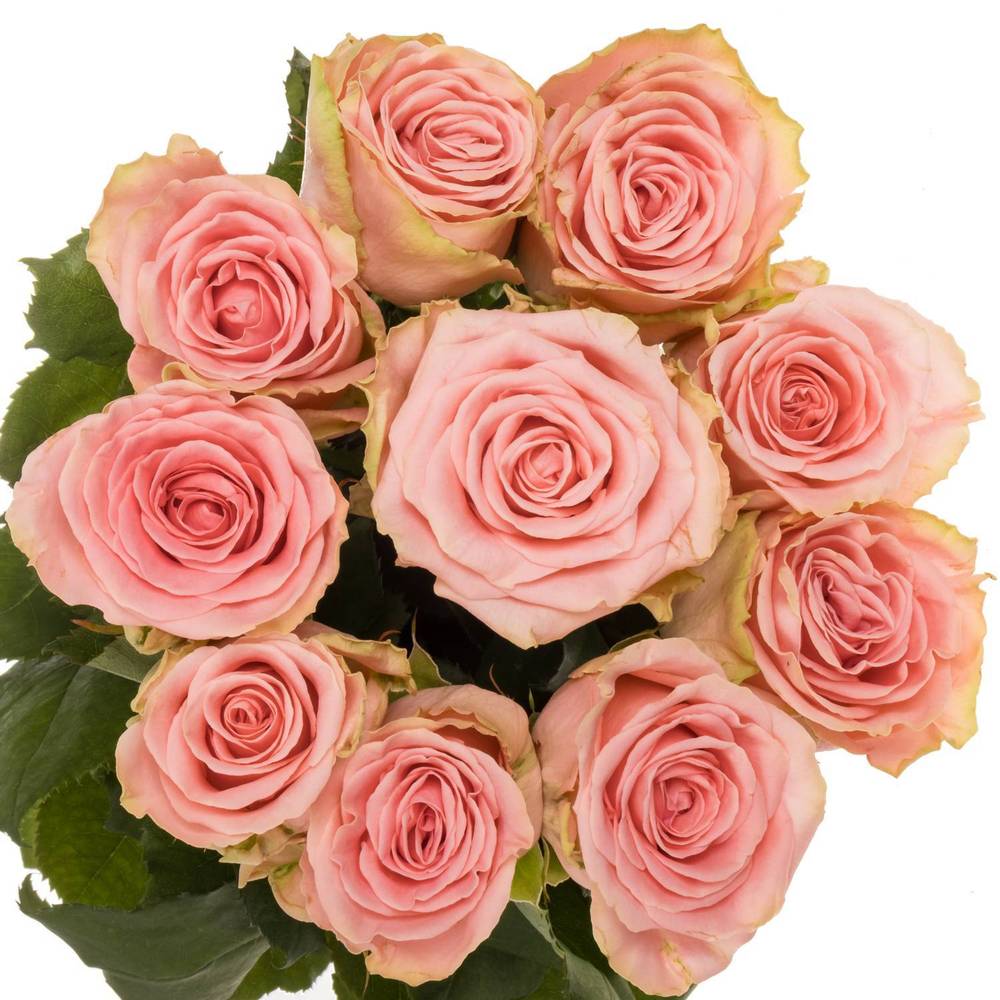 Rose rosa Sophia Loren 70cm
