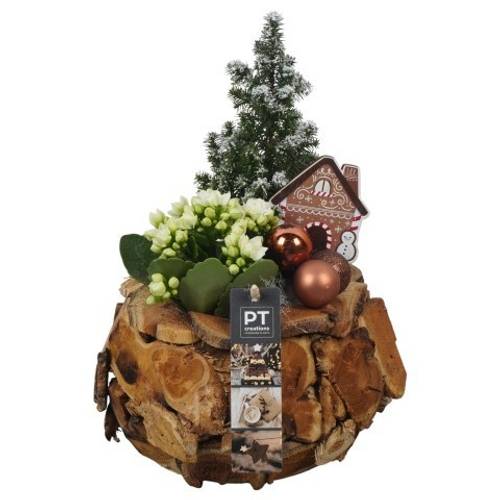 Chamaecyp.Arr PTCHB9813 Weihnachten T21 H030