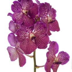 Vanda dunkel lila Deep Blush 2-3 Stiele 16Blüte