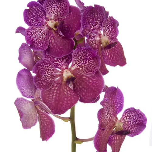 Vanda dunkel lila Deep Blush 2-3 Stiele 16Blüte