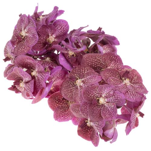 Vanda lila Tropical Punch 2-3 Stiele 16Blüte
