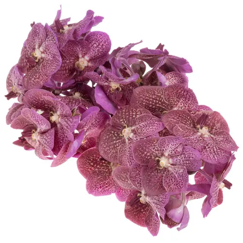 Vanda lila Tropical Punch 2-3 Stiele 16Blüte