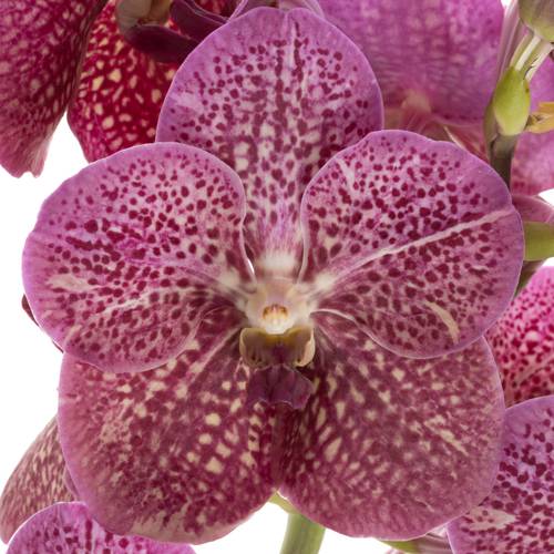 Vanda lila Tropical Punch 2-3 Stiele 16Blüte