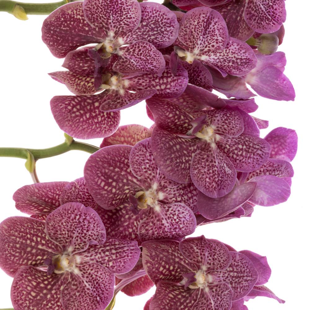 Vanda lila Tropical Punch 2-3 Stiele 16Blüte
