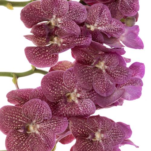 Vanda lila Tropical Punch 2-3 Stiele 16Blüte