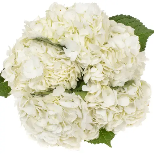 Hortensie weiss Colombia Bol 20cm 60cm