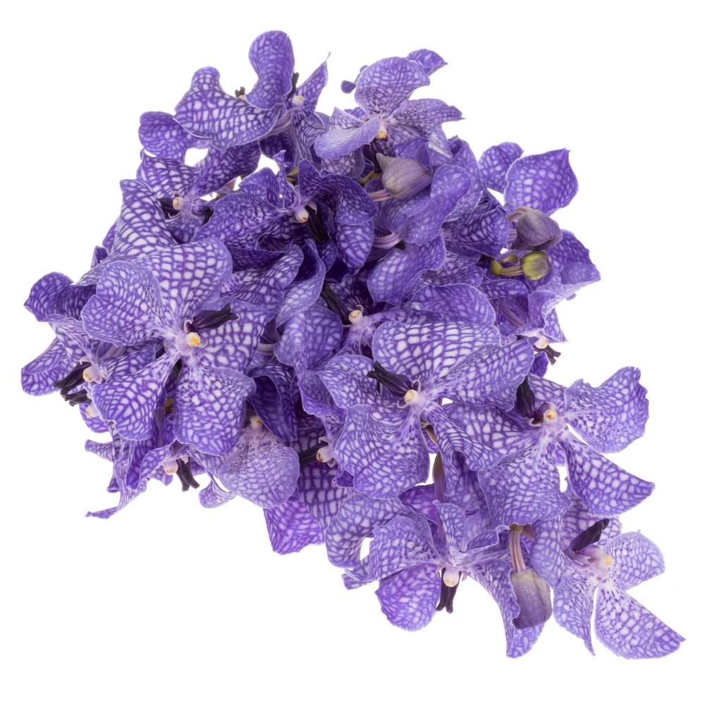 Vanda blau Delft X16 Stiele