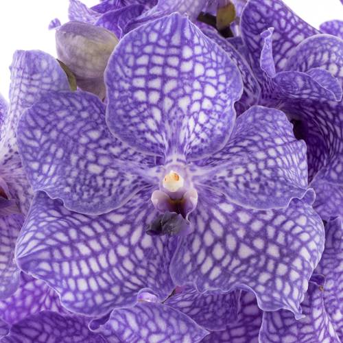 Vanda blau Delft X16 Stiele