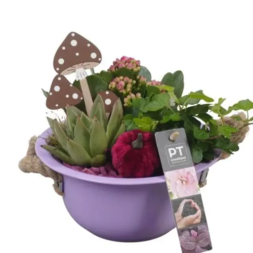 Kal.Arr PTHI5379 Herbst T18 H021