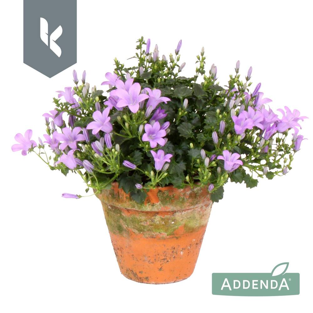 Campanula lila Ambella Lavender im Übertopf T10,5 H022