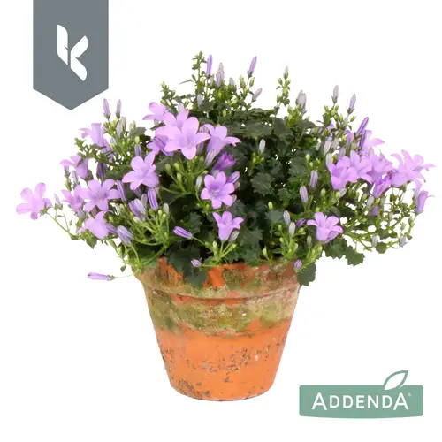 Campanula lila Ambella Lavender im Übertopf T10,5 H022