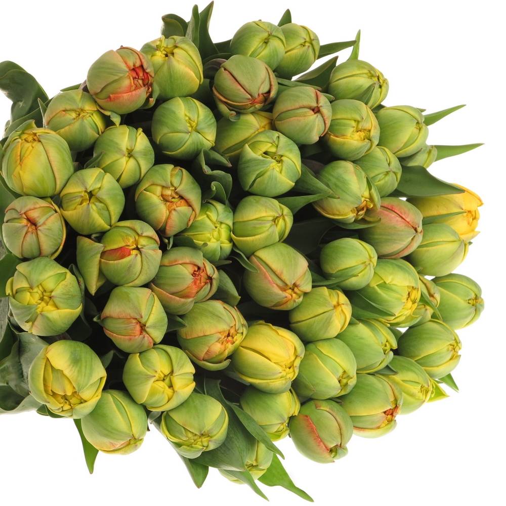 Tulpe gelb/rot doppel Sun Lover 30 Gramm