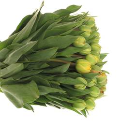 Tulpe gelb/rot doppel Sun Lover 30 Gramm