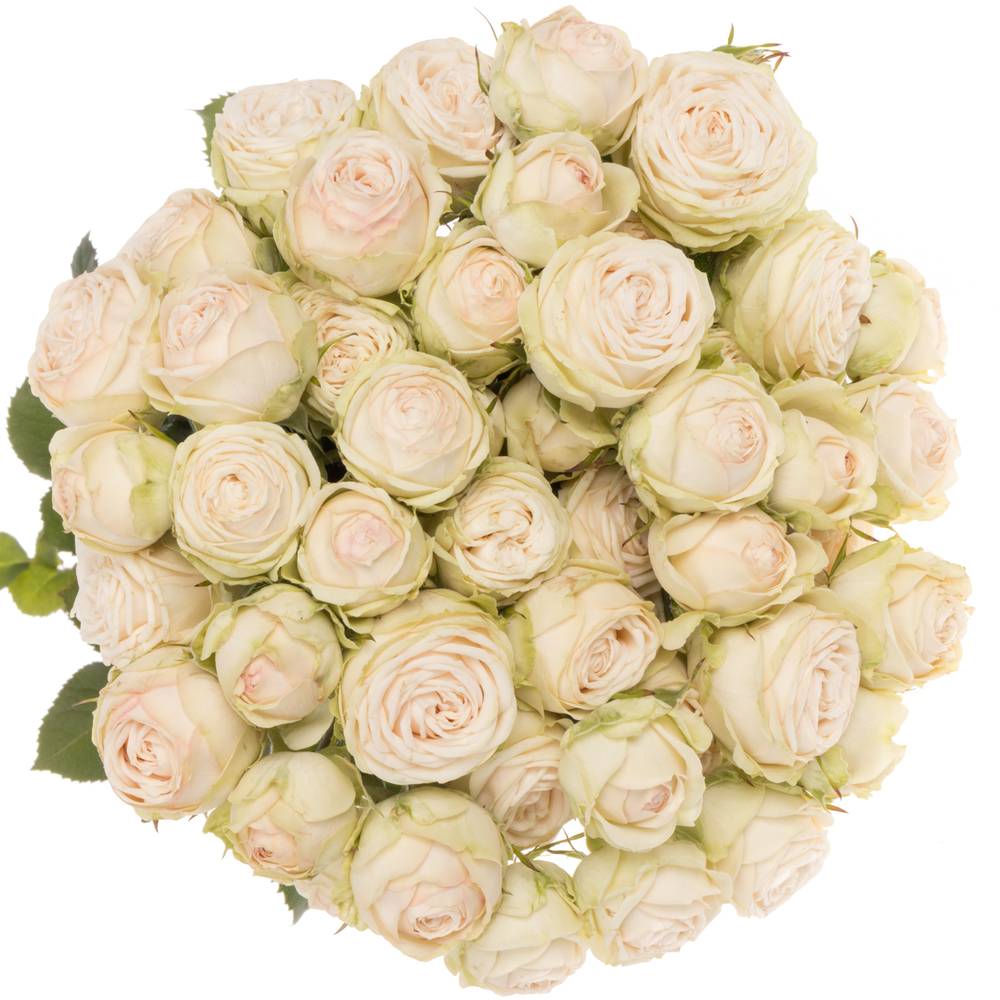 Rose verzweigt apricot Galina 5+Blüte 70cm