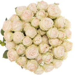 Rose verzweigt apricot Galina 5+Blüte 70cm