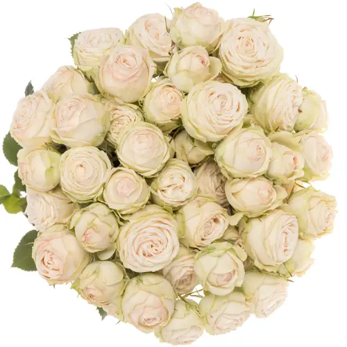 Rose verzweigt apricot Galina 5+Blüte 70cm