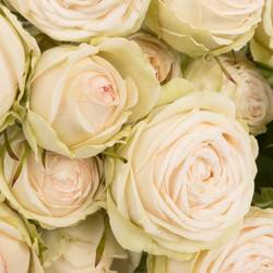 Rose verzweigt apricot Galina 5+Blüte 70cm