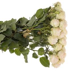 Rose verzweigt apricot Galina 5+Blüte 70cm