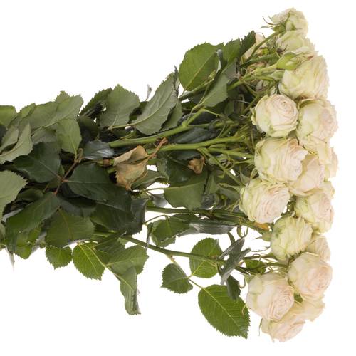 Rose verzweigt apricot Galina 5+Blüte 70cm