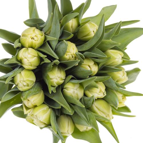 Tulpe creme Avantgarde 36 Gramm