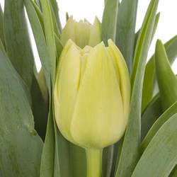 Tulpe creme Avantgarde 36 Gramm