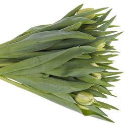 Tulpe creme Avantgarde 36 Gramm