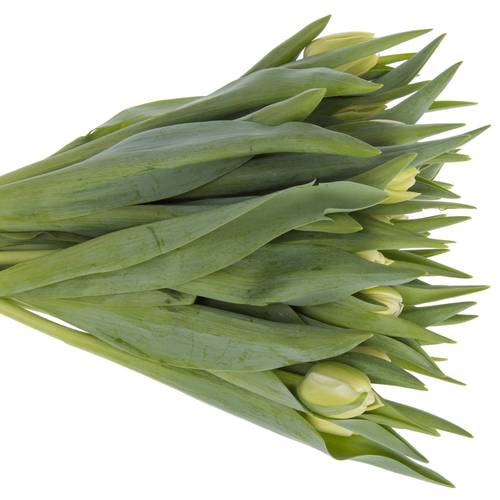 Tulpe creme Avantgarde 36 Gramm