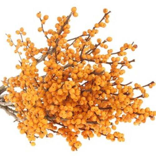 Ilex orange Gold Verboom 40cm