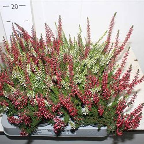 Calluna Duo Schn. Von Uhr T06,5 H010