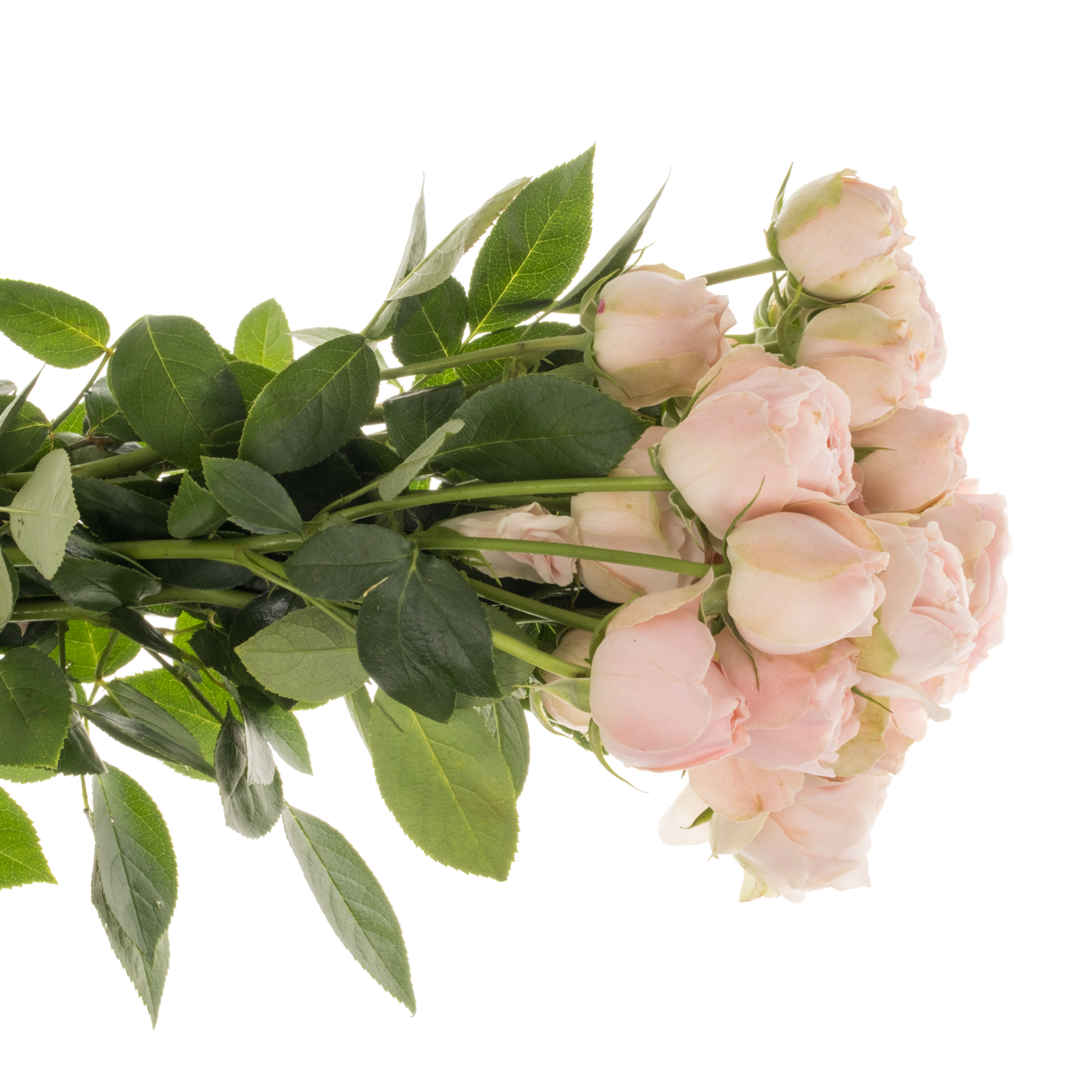 Rose verzweigt hell rosa Silva Sweet 6+Blüte 50cm