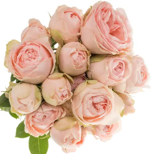 Rose verzweigt hell rosa Silva Sweet 6+Blüte 50cm