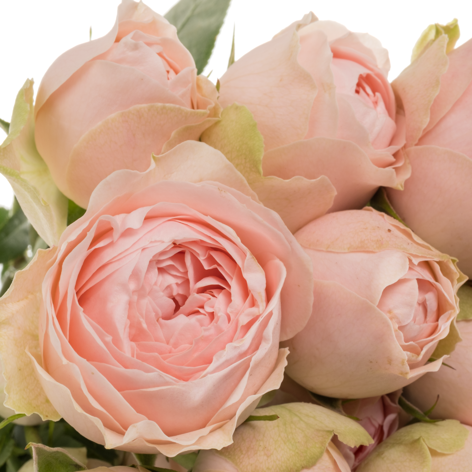 Rose verzweigt hell rosa Silva Sweet 6+Blüte 50cm