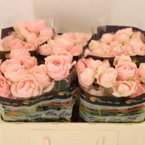 Rose verzweigt hell rosa Silva Sweet 6+Blüte 50cm