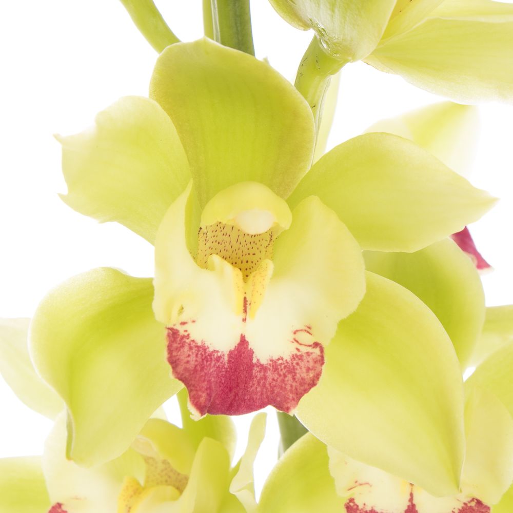 Mini Cymbidium grün Lisa 60cm 12+Blüte