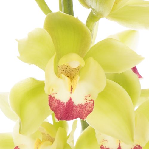 Mini Cymbidium grün Lisa 60cm 12+Blüte