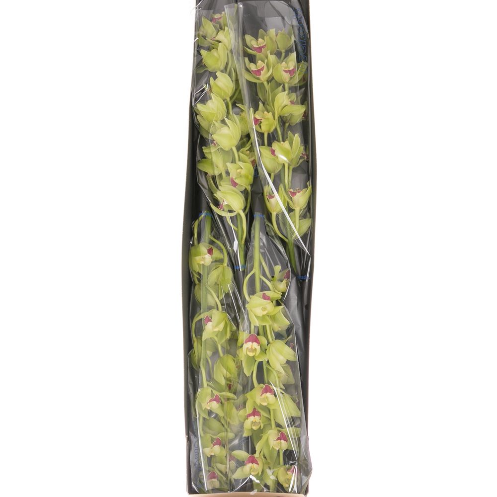 Mini Cymbidium grün Lisa 60cm 12+Blüte