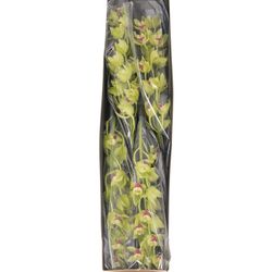 Mini Cymbidium grün Lisa 60cm 12+Blüte