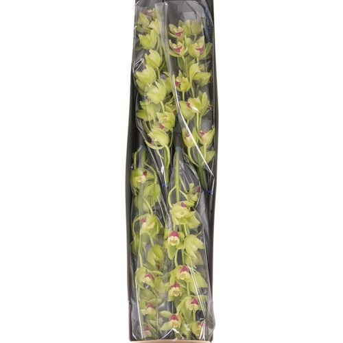 Mini Cymbidium grün Lisa 60cm 12+Blüte