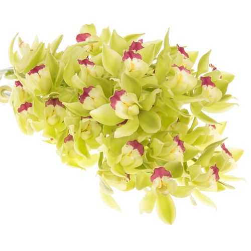 Mini Cymbidium grün Lisa 60cm 12+Blüte