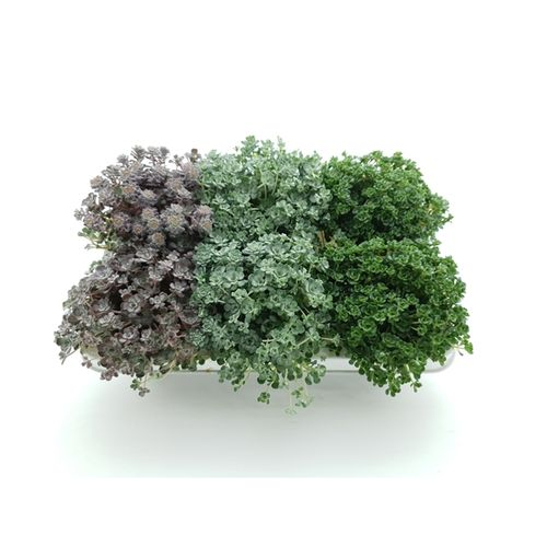 Sedum Spathulifolium mix T10,5 H16