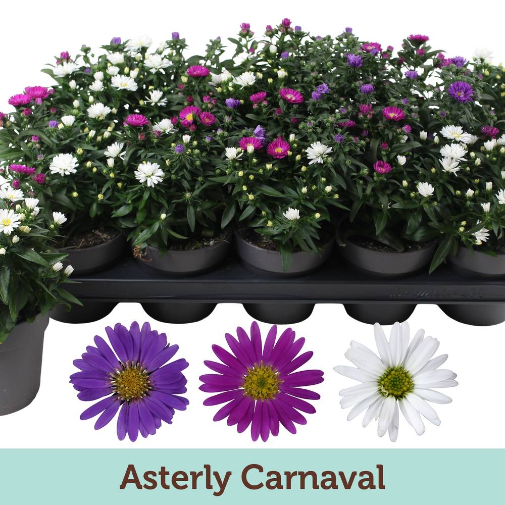 Aster Carnaval T12 H025