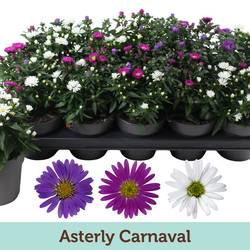 Aster Carnaval T12 H025