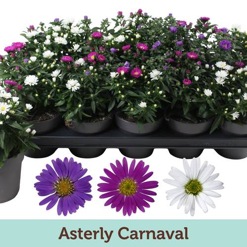 Aster Carnaval T12 H025