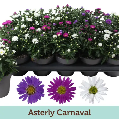 Aster Carnaval T12 H025