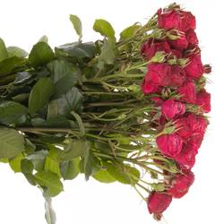 Rose verzweigt lila Party Trendsetter 6+Blüte 60cm